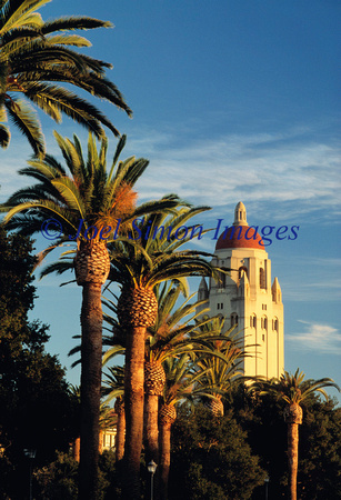1 Hoover Tower and Palms